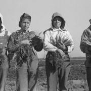 Mexican American women working on farm in Texas in 1939