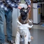 Xenna, a service dog, in her lab approve protective gear.