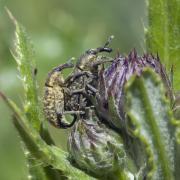 Weevil