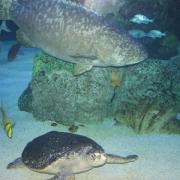 Denver_aquarium_fish