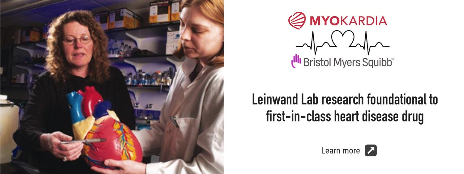 Leinwand Lab research foundational to first-in-class heart disease drug