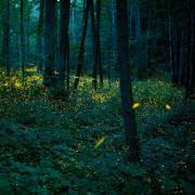Synchronous firefly photo from Great Smoky Mountains National Park