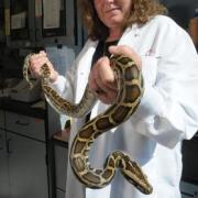 Biofrontiers scientist, Leslie Leinwand holds a Burmese python in her lab. Image by: Thomas Cooper