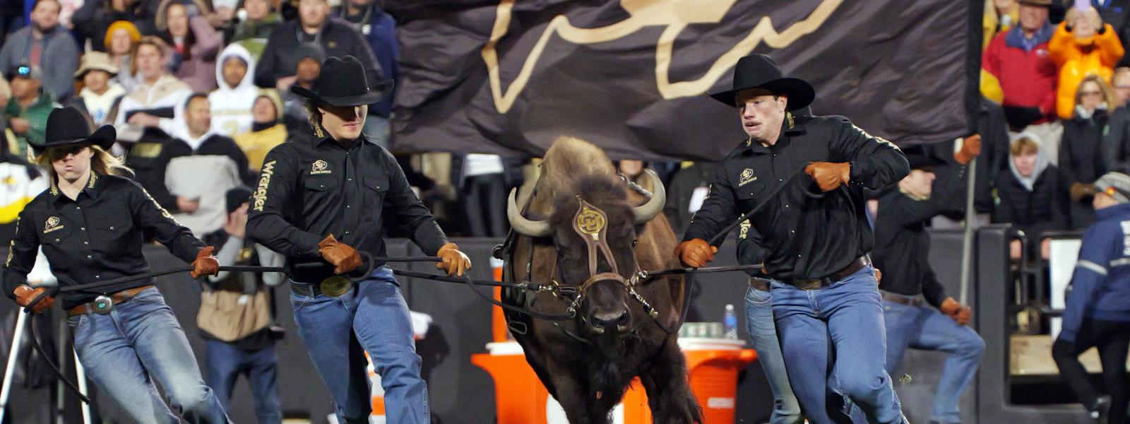 Ralphie the buffalo running with her handlers.