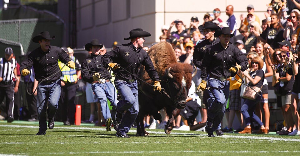 A group of students running with the buffalo at Folsom Field.