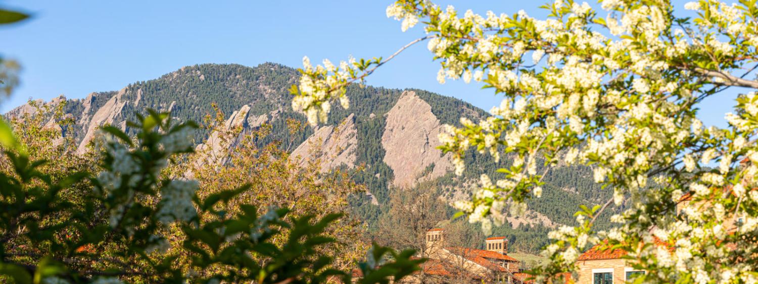 yellow flowers blooming in front of the flatirons