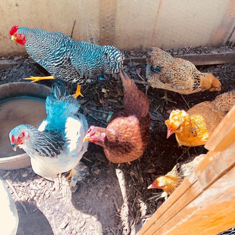 Colorful chickens in Isabel Sanchez's yard