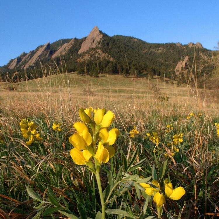 A view of Boulder's Flatirons foothills, with yellow flowers in the foreground. 