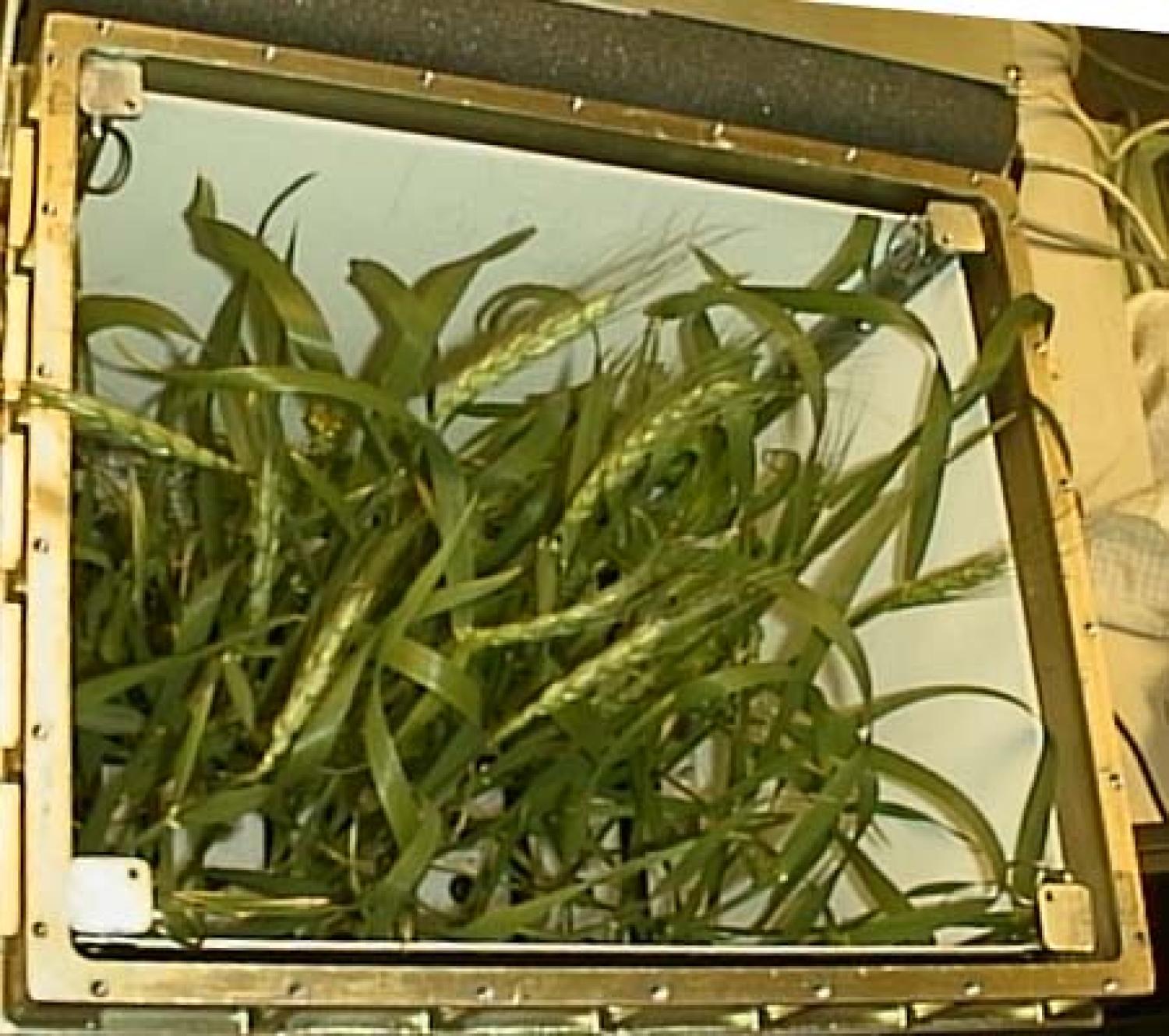 Wheat grown within PGBA