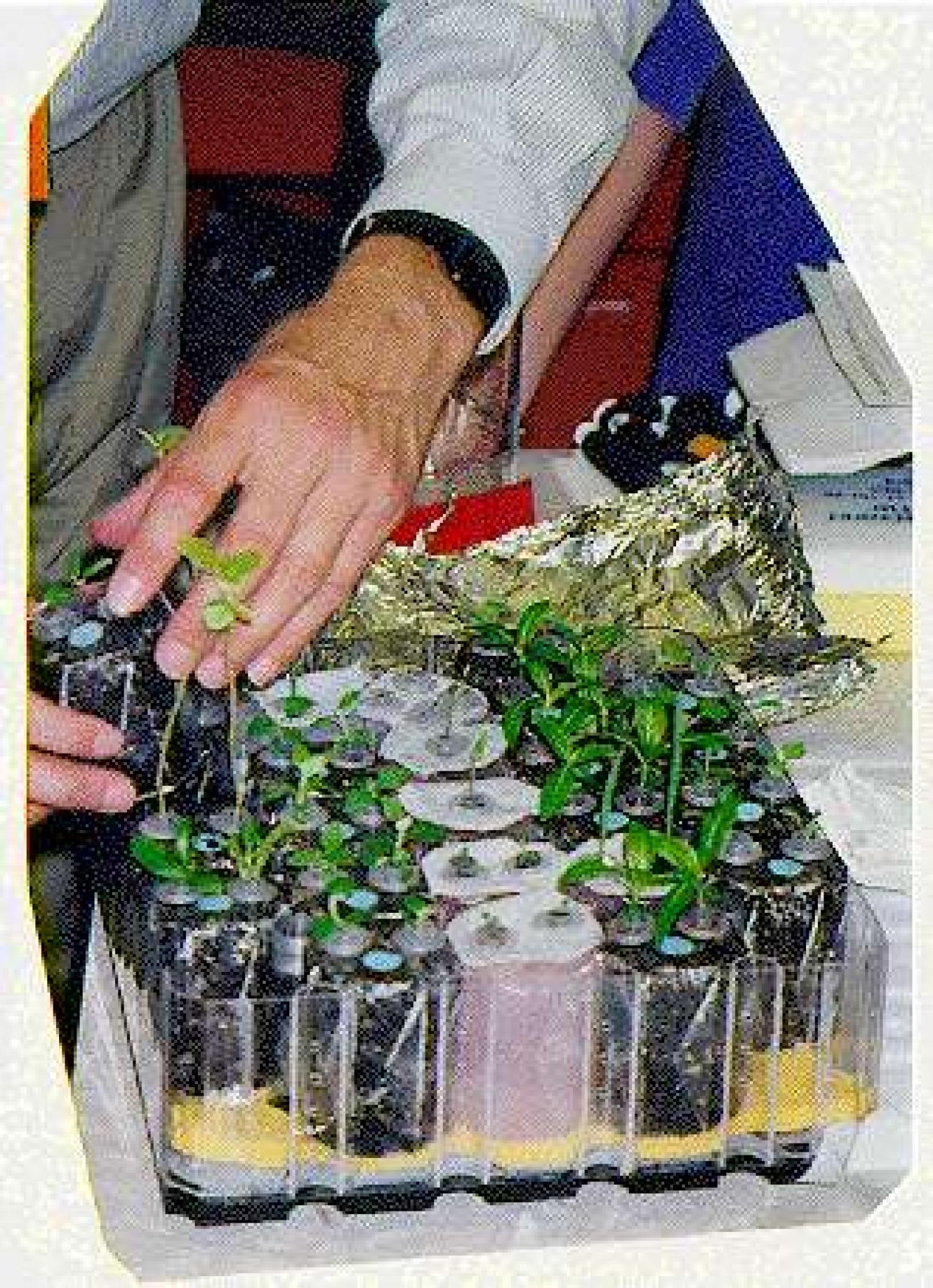 Loading PGBA with seedlings prior to flight