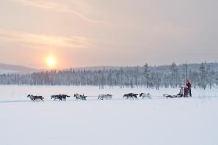 Dogs sledding across snowy landscape