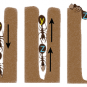Ants Traffic Flow