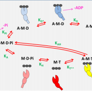 ATP driven actomyosin cross-bridge cycle