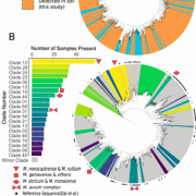 Phylogenetic tree representing described and previously undescribed mycobacterial hsp65 sequences.