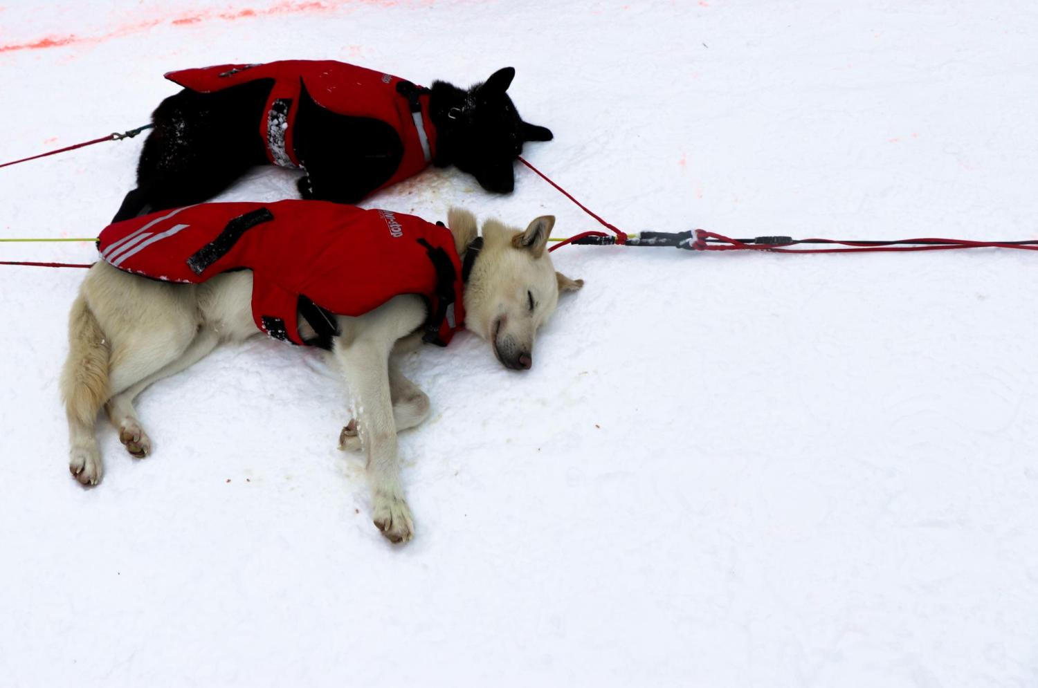 Dogs fall asleep after crossing the finishline in Whitehorse, Canada.