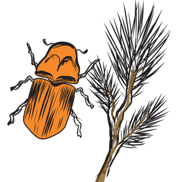 pine and beetle illustration