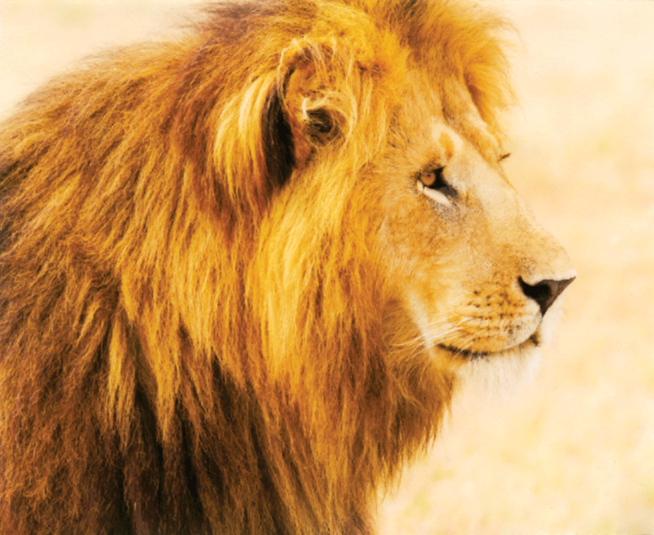 Download Lion Conservation Efforts Backfire | Alumni Association ...