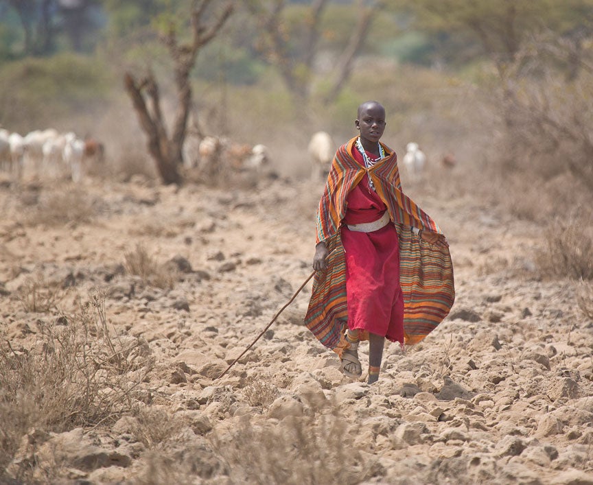 Herding Cattle