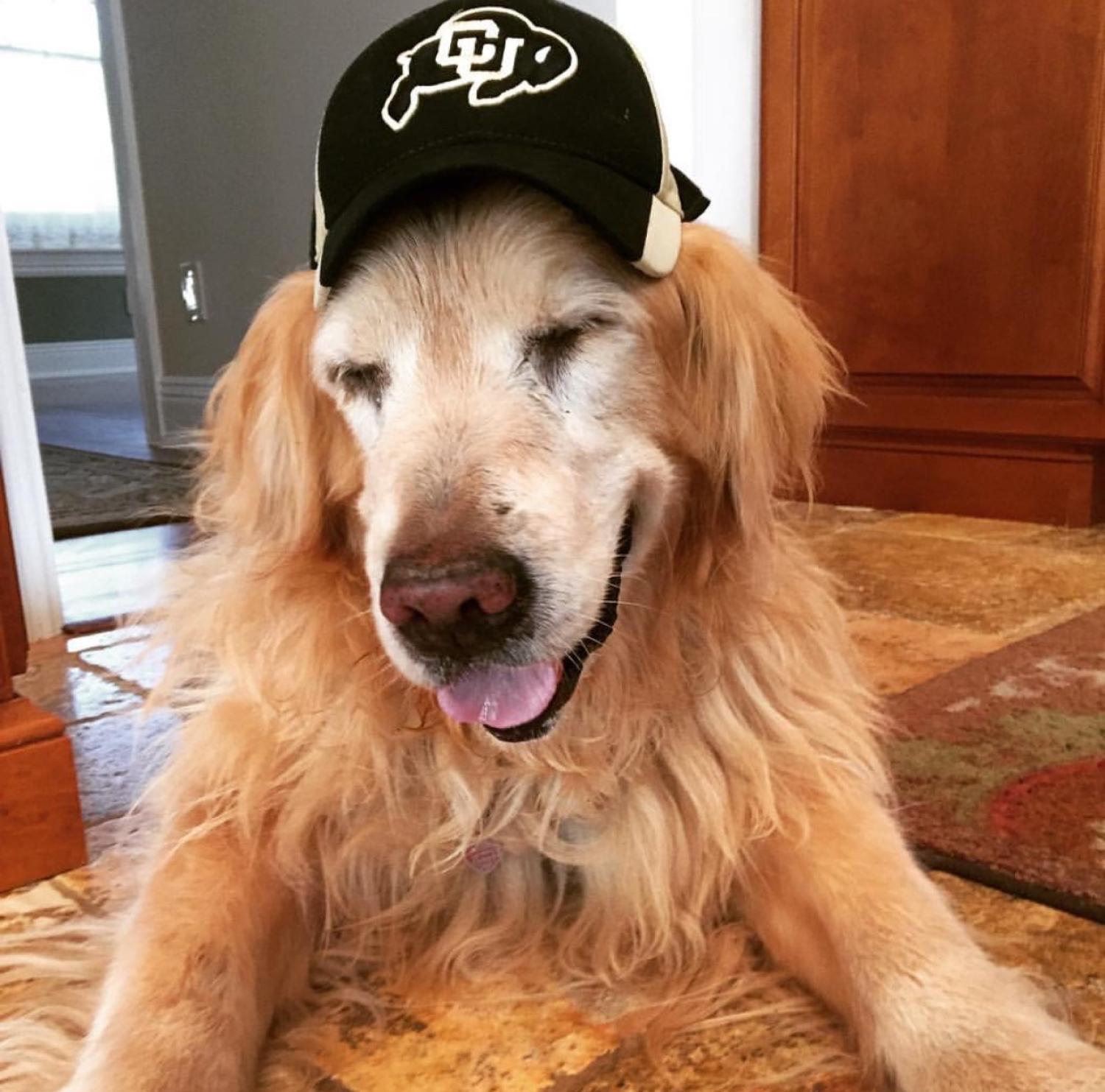 Show your buff pride! Photo of a golden retriever wearing buff gear