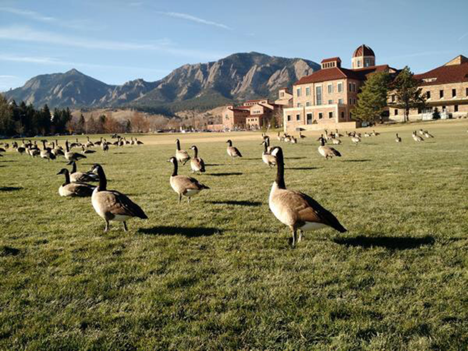 Canadian geese on CU Boulder campus
