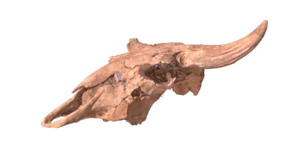 3d reconstructed bison skull