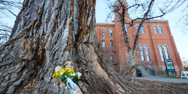 The Old Main Cottonwood was removed from campus in January. Clones of the tree will be planted nearby. 