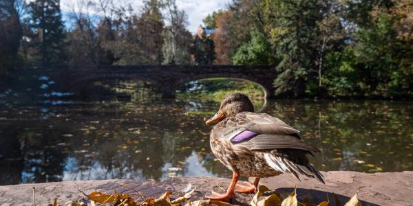 duck at varsity lake at CU 