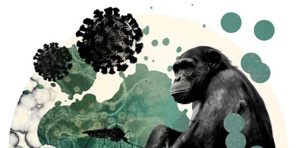 illustration of chimp in front of a virus
