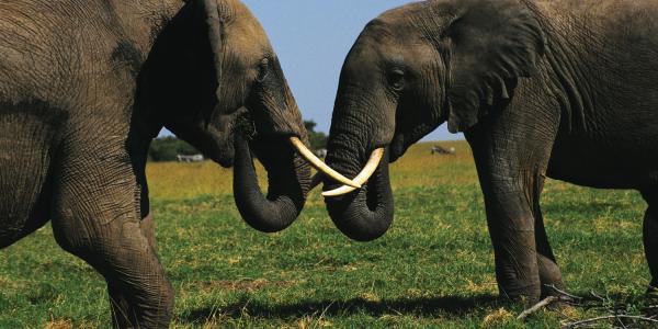 elephants 