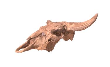 3D reconstructed bison skull