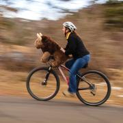 woman and buffalo ride bike