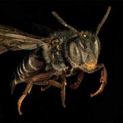 Closeup of bee