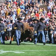 Ralphie and handlers streak across Folsom Field during the 100th Homecoming game