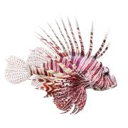 lionfish