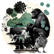 illustration of chimp in front of a virus