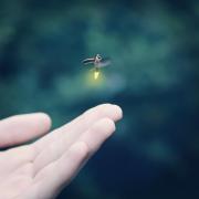 Firefly flies above a child's hand