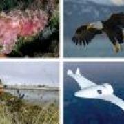 A collage showing things that have inspired robotic materials research, including banyan trees, eagles and the cuttlefish. 