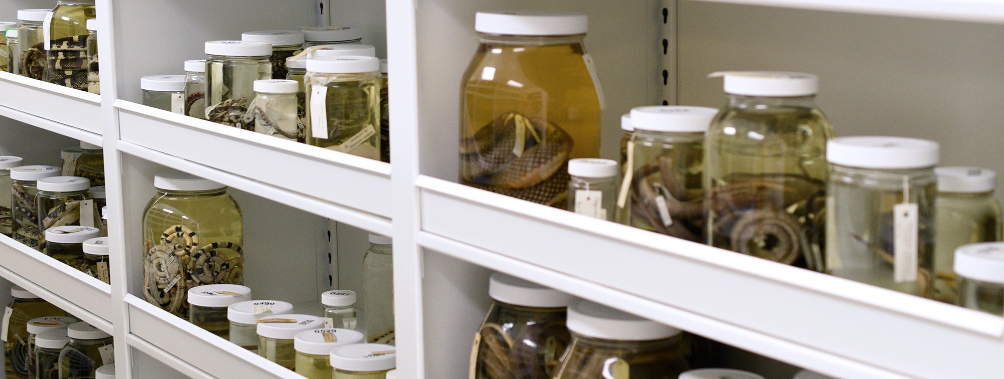 snake specimens in jars