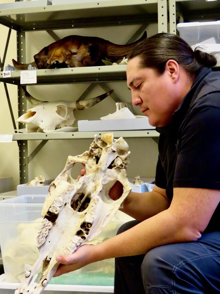 Chance Ward examining a horse skull