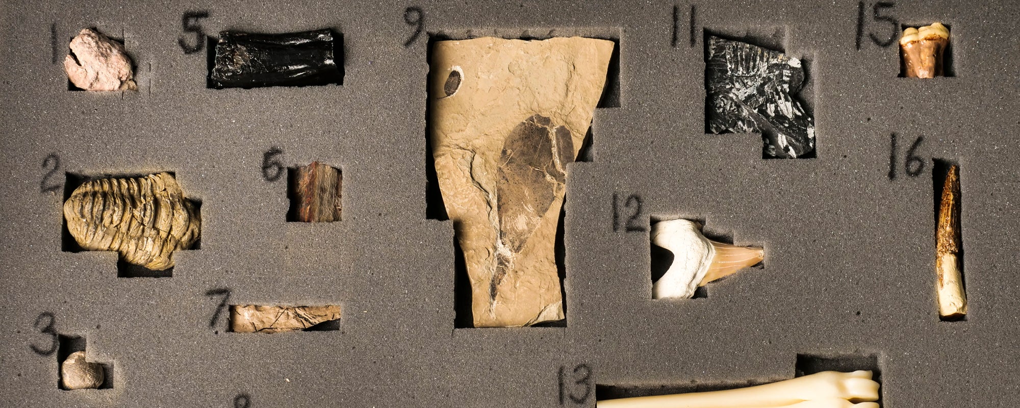 fossil replicas laying in foam insert
