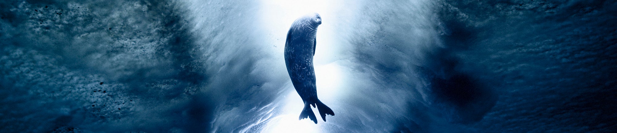 Seal swimming in Ross Sea