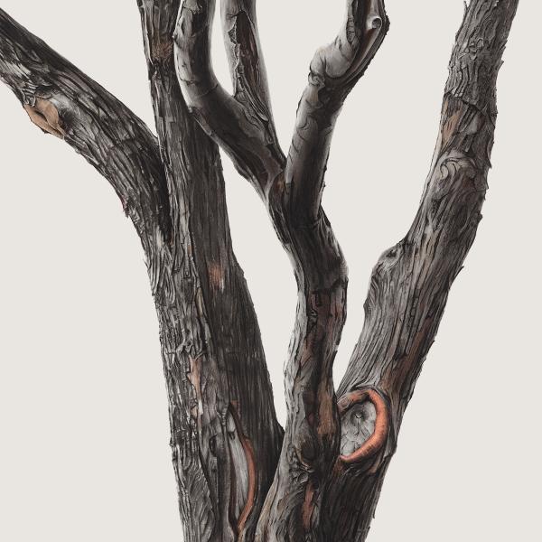 detailed drawing of the bark on a crab apple tree