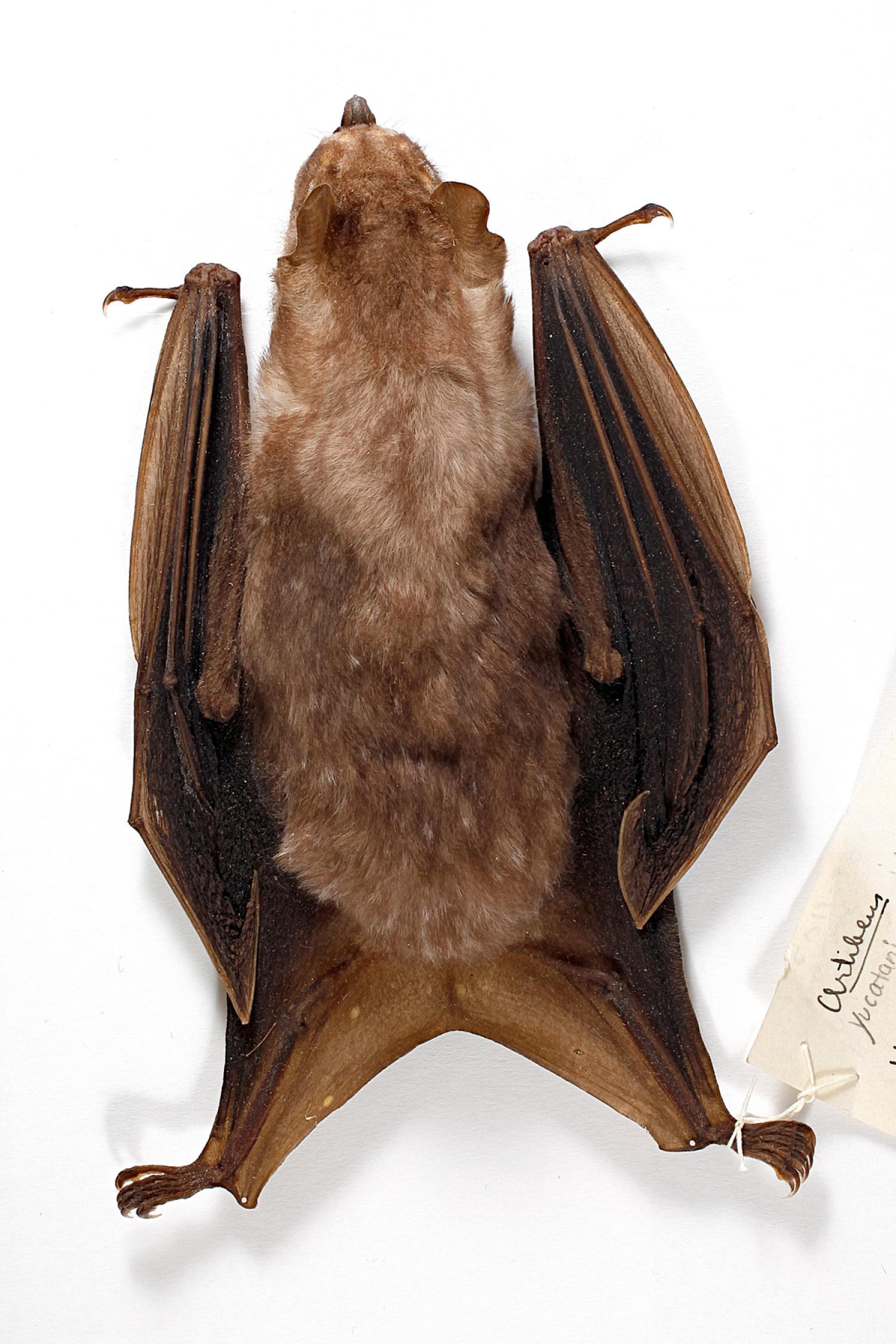 Jamaican fruit-eating bat (Artibeus jamaicensis yucatanicus)