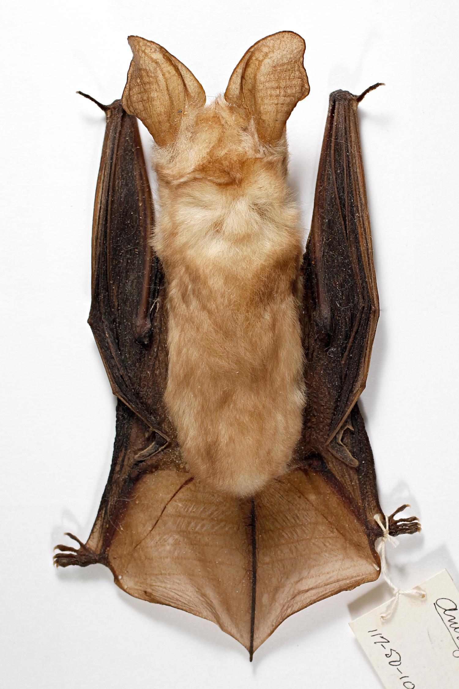 Pallid bat (Antrozous pallidus pallidus) 