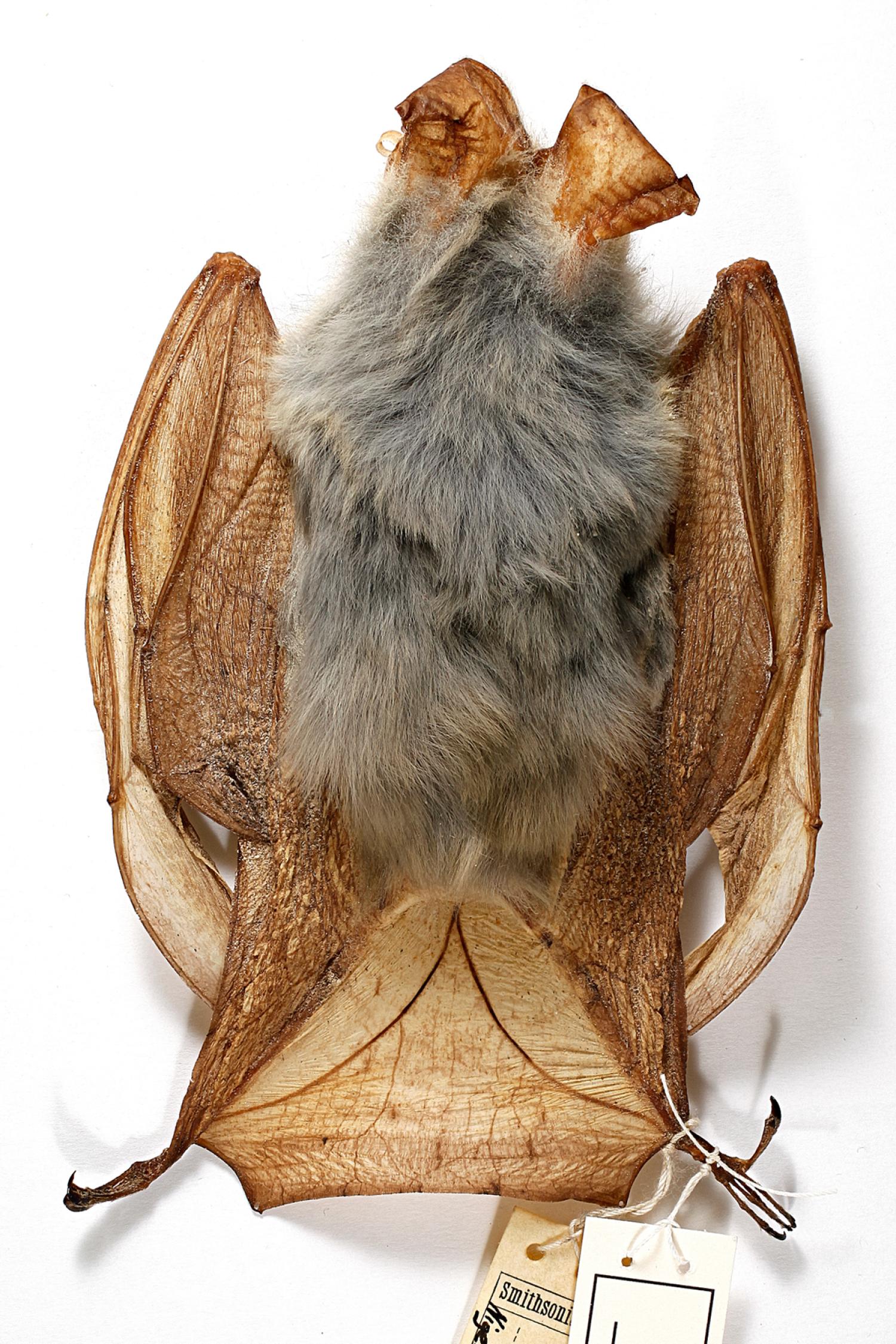 Yellow-winged bat (Lavia frons)