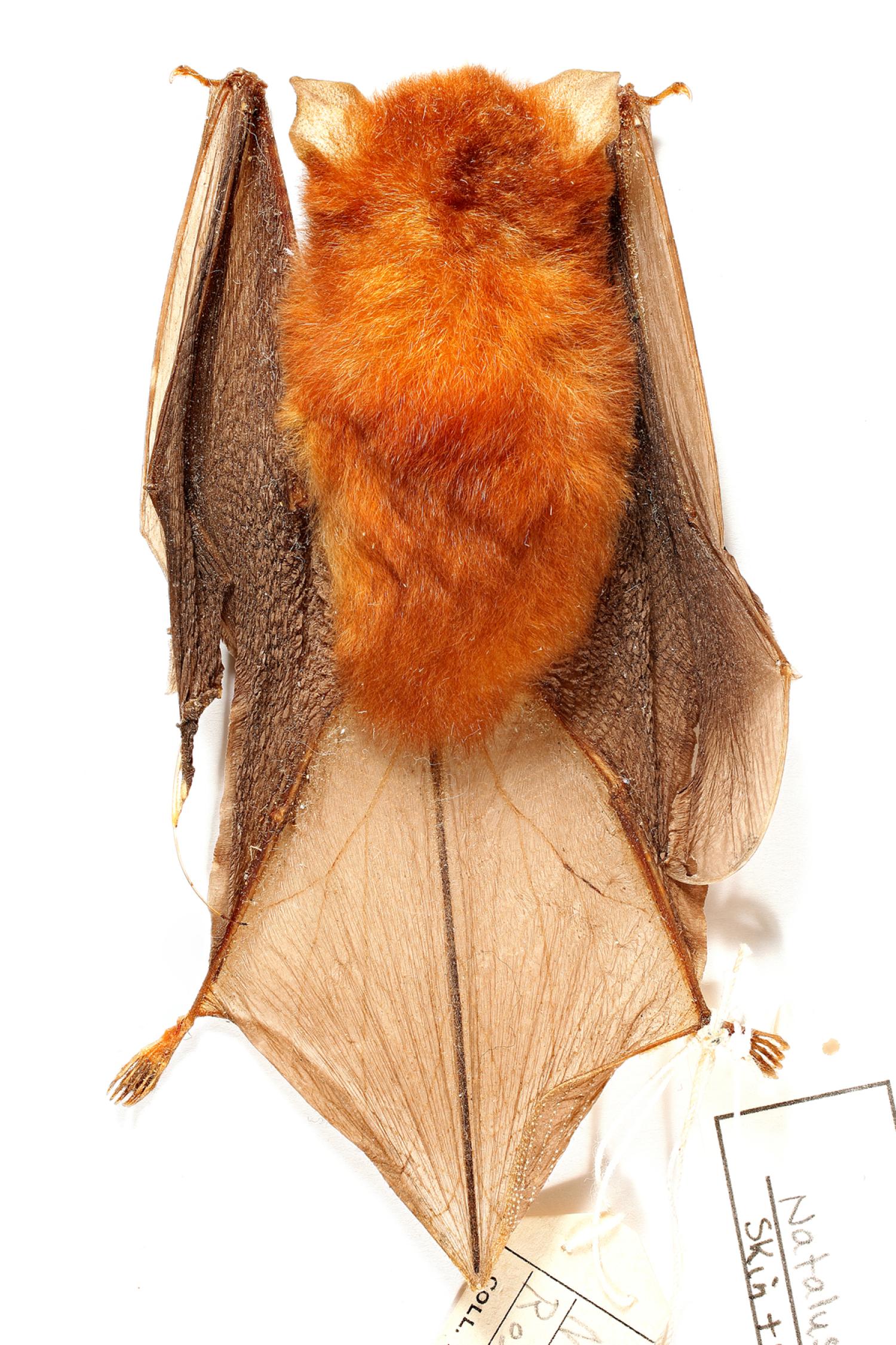 Mexican greater funnel-eared bat (Natalus stramineus mexicanus)
