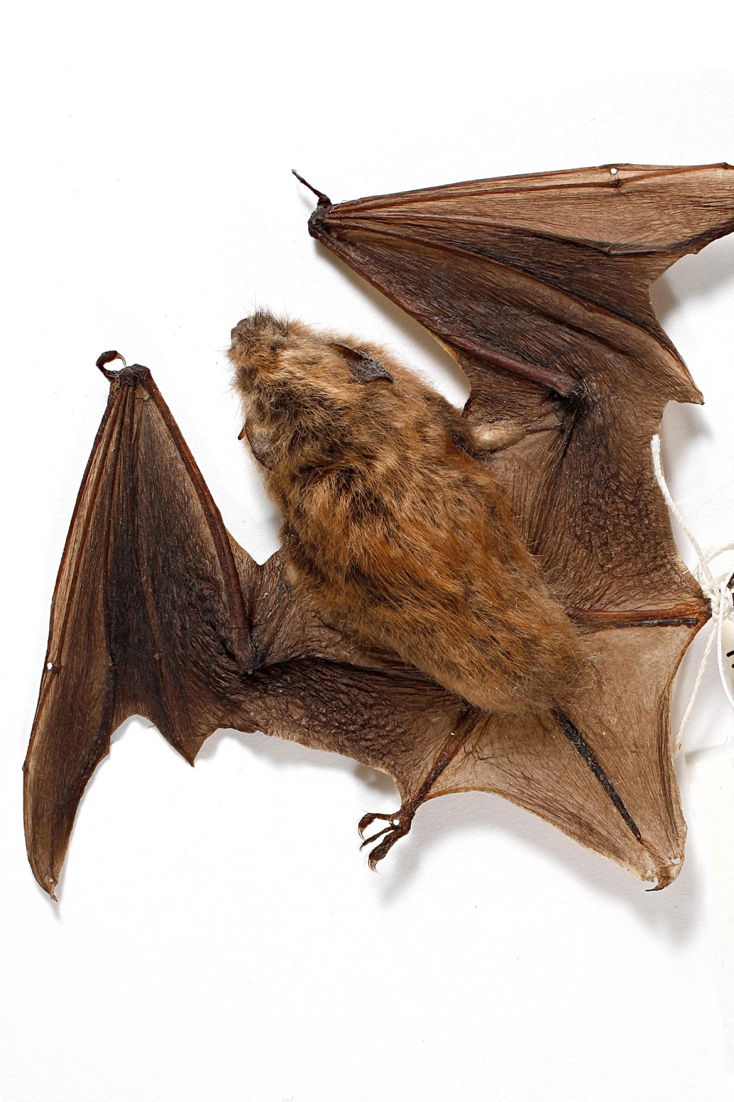 Little brown bat (Myotis lucifugus carissima)