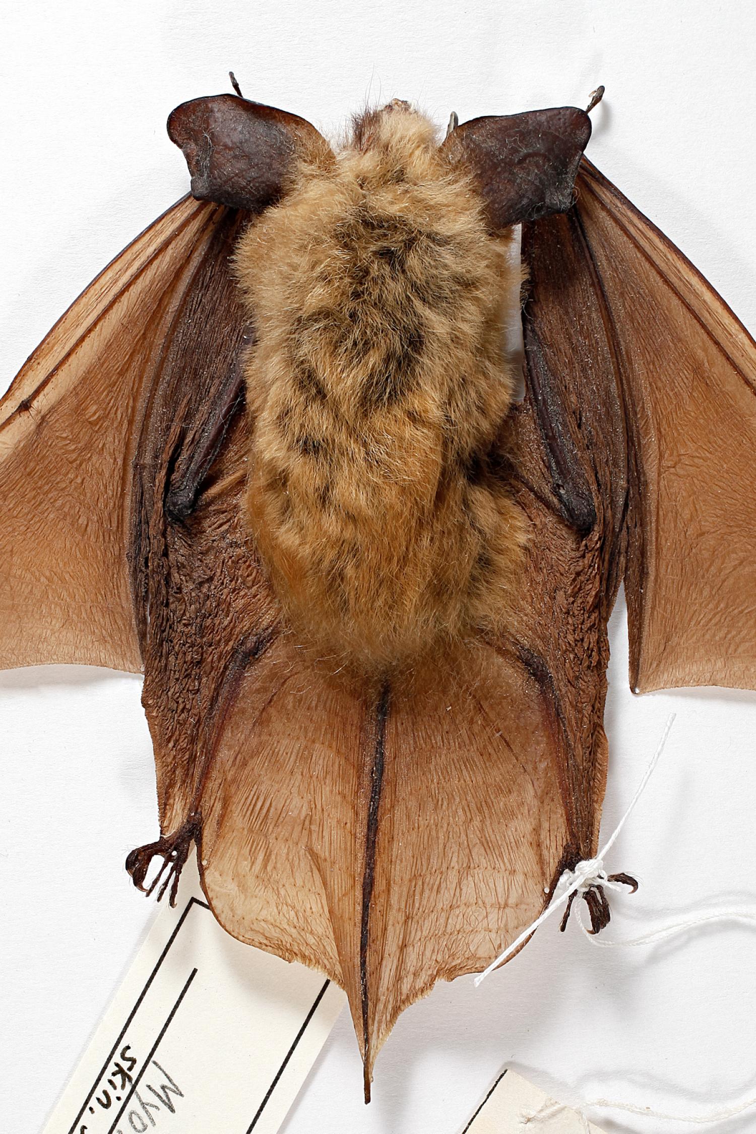 Western Long-eared Myotis (Myotis evotis)