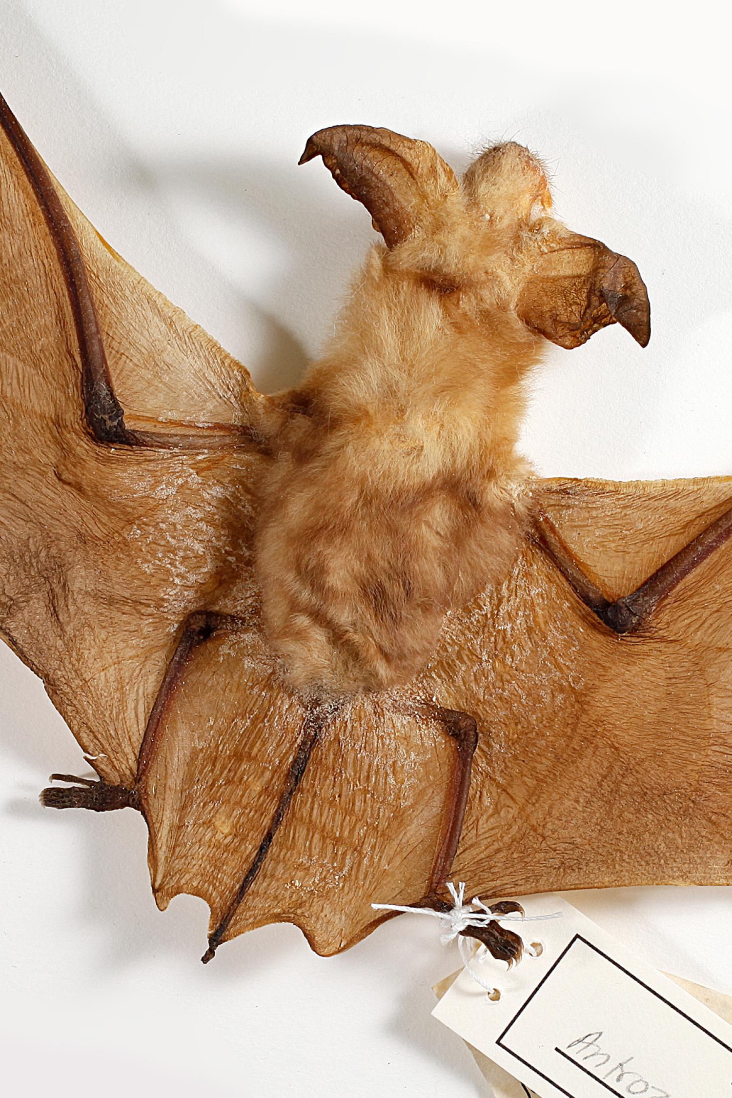 Pallid bat (Antrozous pallidus pallidus)