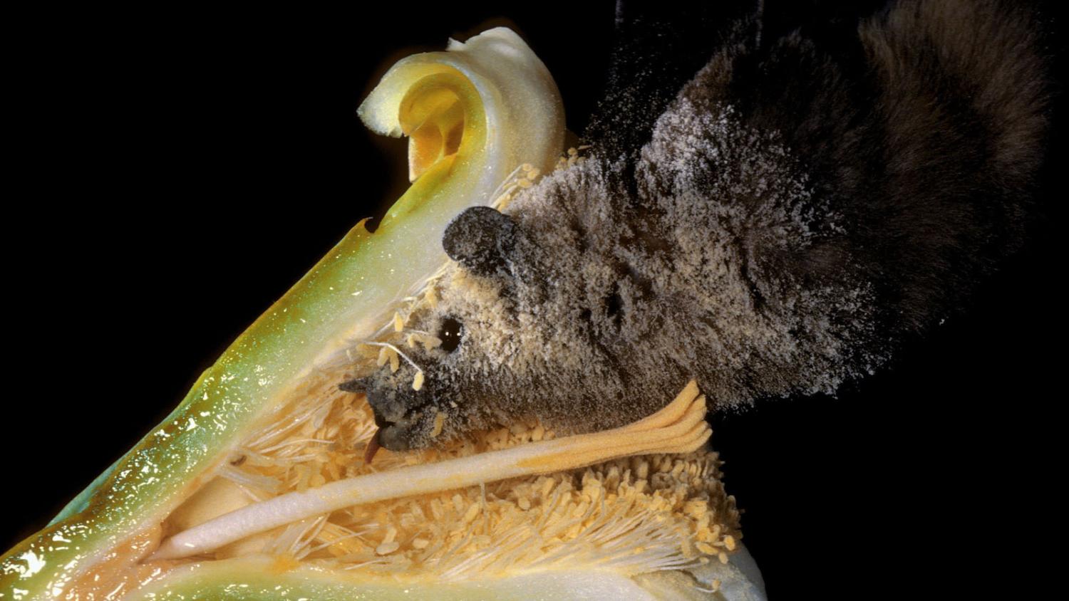 bat pollinating flower